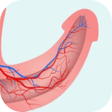 support circulation Canada